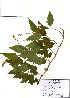  ( - PDBK2010-1767)  @11 [ ] Copyright (2010) Ki Joong Kim Korea University Herbarium (KUS)