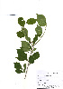  (Rhamnus parvifolia - PDBK2010-1771)  @11 [ ] Copyright (2010) Ki Joong Kim Korea University Herbarium (KUS)