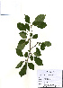  (Rhamnus parvifolia - PDBK2010-1783)  @11 [ ] Copyright (2010) Ki Joong Kim Korea University Herbarium (KUS)