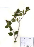  (Betula chinensis - PDBK2010-1806)  @11 [ ] Copyright (2010) Ki Joong Kim Korea University Herbarium (KUS)