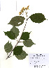  ( - PDBK2010-1809)  @11 [ ] Copyright (2010) Ki Joong Kim Korea University Herbarium (KUS)