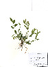  (Polygala japonica - PDBK2010-1877)  @11 [ ] Copyright (2010) Ki Joong Kim Korea University Herbarium (KUS)