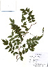  (Millettia japonica - PDBK2010-2003)  @11 [ ] Copyright (2010) Ki Joong Kim Korea University Herbarium (KUS)