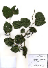  ( - PDBK2010-2100)  @11 [ ] Copyright (2010) Ki Joong Kim Korea University Herbarium (KUS)