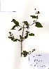  (Philadelphus pekinensis - PDBK2010-2166)  @11 [ ] Copyright (2010) Ki Joong Kim Korea University Herbarium (KUS)