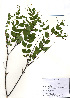  (Wikstroemia trichotoma - PDBK2010-2188)  @11 [ ] Copyright (2010) Ki Joong Kim Korea University Herbarium (KUS)