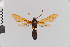  (Myrmecopsis caurensis - Pe-Arc-1691)  @11 [ ] copyright (2020) Gunnar Brehm Phyletisches Museum Jena