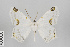  (Sericoptera mahometaria group - Gu-Geo-045)  @14 [ ] Copyright (2017) Gunnar Brehm Phyletisches Museum Jena