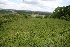  ( - 117_026)  @11 [ ] CreativeCommons-Attribution Non-Commercial Share-Alike (2021) Kostrzyca Forest Gene Bank Kostrzyca Forest Gene Bank