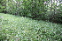  ( - 117_046)  @11 [ ] CreativeCommons-Attribution Non-Commercial Share-Alike (2021) Kostrzyca Forest Gene Bank Kostrzyca Forest Gene Bank