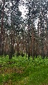  ( - 121_001)  @11 [ ] CreativeCommons-Attribution Non-Commercial Share-Alike (2019) Kostrzyca Forest Gene Bank Kostrzyca Forest Gene Bank
