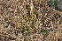  (Carex secalina - 135_001)  @11 [ ] CreativeCommons-Attribution Non-Commercial Share-Alike (2019) Kostrzyca Forest Gene Bank Kostrzyca Forest Gene Bank