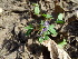  (Corydalis pumila - 136_001)  @11 [ ] CreativeCommons-Attribution Non-Commercial Share-Alike (2019) Kostrzyca Forest Gene Bank Kostrzyca Forest Gene Bank