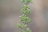 (Silene borysthenica - 137_001)  @11 [ ] CreativeCommons-Attribution Non-Commercial Share-Alike (2019) Kostrzyca Forest Gene Bank Kostrzyca Forest Gene Bank