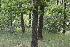  ( - 147_003)  @11 [ ] CreativeCommons-Attribution Non-Commercial Share-Alike (2020) Kostrzyca Forest Gene Bank Kostrzyca Forest Gene Bank