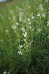  (Anthericum liliago - 156_021)  @11 [ ] CreativeCommons-Attribution Non-Commercial Share-Alike (2020) Kostrzyca Forest Gene Bank Kostrzyca Forest Gene Bank