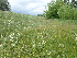  ( - 161_001)  @11 [ ] CreativeCommons-Attribution Non-Commercial Share-Alike (2020) Kostrzyca Forest Gene Bank Kostrzyca Forest Gene Bank