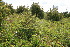  ( - 197_023)  @11 [ ] CreativeCommons-Attribution Non-Commercial Share-Alike (2021) Kostrzyca Forest Gene Bank Kostrzyca Forest Gene Bank