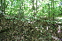  ( - 198_001)  @11 [ ] CreativeCommons-Attribution Non-Commercial Share-Alike (2021) Kostrzyca Forest Gene Bank Kostrzyca Forest Gene Bank