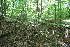  ( - 198_002)  @11 [ ] CreativeCommons-Attribution Non-Commercial Share-Alike (2021) Kostrzyca Forest Gene Bank Kostrzyca Forest Gene Bank