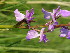  (Anacamptis palustris - 201_021)  @11 [ ] CreativeCommons-Attribution Non-Commercial Share-Alike (2021) Kostrzyca Forest Gene Bank Kostrzyca Forest Gene Bank