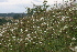  (Artemisia pontica - 220_003)  @11 [ ] CreativeCommons-Attribution Non-Commercial Share-Alike (2021) Kostrzyca Forest Gene Bank Kostrzyca Forest Gene Bank