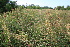  (Viola - 221_002)  @11 [ ] CreativeCommons-Attribution Non-Commercial Share-Alike (2021) Kostrzyca Forest Gene Bank Kostrzyca Forest Gene Bank