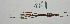  ( - WG1PHANT22-019)  @11 [ ] CreativeCommons - Attribution Share-Alike (2023) Unspecified Association pour la Systematique des Phasmes et l'Etude de leur Repartition