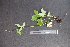  (Tiarella trifoliata var. trifoliata - BHAK-05526)  @11 [ ] CreativeCommons - Attribution No Derivatives (2018) Matt Lemay Hakai Institute