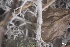  (Cladonia portentosa pacifica - L-821)  @11 [ ] CreativeCommons Attribution Non-Commercial No Derivatives (2018) Matt Lemay Hakai Institute