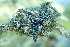  (Hypogymnia lophyrea - L-784)  @11 [ ] CreativeCommons Attribution Non-Commercial No Derivatives (2018) Matt Lemay Hakai Institute