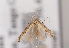  (Polymitia eximipalpella - TLMF Lep 03543)  @13 [ ] CreativeCommons - Attribution Non-Commercial Share-Alike (2011) Peter Huemer Tiroler Landesmuseum Ferdinandeum