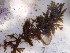  (Sargassum aquifolium - GWS025573)  @11 [ ] Unspecified (default): All Rights Reserved  Unspecified Unspecified