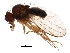  (Drosophila affinis - BIOUG01352-A11)  @17 [ ] CreativeCommons - Attribution (2011) CBG Photography Group Centre for Biodiversity Genomics