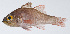  (Ostorhinchus monospilus - PI-0312)  @11 [ ] CreativeCommons  Attribution Non-Commercial (by-nc) (2011) Unspecified Smithsonian Institution National Museum of Natural History