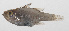  (Ostorhinchus ishigakiensis - PHI-390)  @11 [ ] CreativeCommons  Attribution Non-Commercial (by-nc) (2013) Unspecified Smithsonian Institution National Museum of Natural History