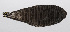  (Zebrias zebra - PHIL-127)  @11 [ ] CreativeCommons  Attribution Non-Commercial (by-nc) (2015) Unspecified Smithsonian Institution National Museum of Natural History