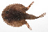  (Halieutaea brevicauda - PHIL-423)  @11 [ ] CreativeCommons  Attribution Non-Commercial (by-nc) (2015) Unspecified Smithsonian Institution National Museum of Natural History