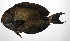  (Acanthurus albimento - PHIL-491)  @11 [ ] CreativeCommons  Attribution Non-Commercial (by-nc) (2015) Unspecified Smithsonian Institution National Museum of Natural History