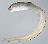 (Chiloconger philippinensis - PI-0423)  @11 [ ] CreativeCommons  Attribution Non-Commercial (by-nc) (2011) Unspecified Smithsonian Institution National Museum of Natural History
