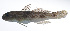  (Yongeichthys nebulosus - RP-137)  @11 [ ] CreativeCommons  Attribution Non-Commercial (by-nc) (2012) Unspecified Smithsonian Institution National Museum of Natural History