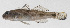  ( - PHI-286)  @11 [ ] CreativeCommons  Attribution Non-Commercial (by-nc) (2013) Unspecified Smithsonian Institution National Museum of Natural History
