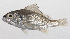  (Pomadasys argyreus - PHI-240)  @11 [ ] CreativeCommons  Attribution Non-Commercial (by-nc) (2013) Unspecified Smithsonian Institution National Museum of Natural History