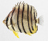  (Chaetodon octofasciatus - PHI-199)  @11 [ ] CreativeCommons  Attribution Non-Commercial (by-nc) (2013) Unspecified Smithsonian Institution National Museum of Natural History