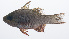  (Ostorhinchus griffini - PIL-037)  @11 [ ] CreativeCommons  Attribution Non-Commercial (by-nc) (2014) Unspecified Smithsonian Institution National Museum of Natural History