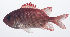  (Myripristis kochiensis - PIL-060)  @11 [ ] CreativeCommons  Attribution Non-Commercial (by-nc) (2014) Unspecified Smithsonian Institution National Museum of Natural History