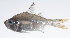  (Ambassis interrupta - PHISH-558)  @11 [ ] CreativeCommons  Attribution Non-Commercial (by-nc) (2016) Unspecified Smithsonian Institution National Museum of Natural History