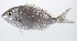  (Gymnocranius oblongus - PHISH-627)  @11 [ ] CreativeCommons  Attribution Non-Commercial (by-nc) (2016) Unspecified Smithsonian Institution National Museum of Natural History