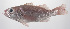  (Doederleinia berycoides - PHISH-650)  @11 [ ] CreativeCommons  Attribution Non-Commercial (by-nc) (2016) Unspecified Smithsonian Institution National Museum of Natural History