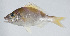  (Lipocheilus - PI-0249)  @11 [ ] CreativeCommons  Attribution Non-Commercial (by-nc) (2011) Unspecified Smithsonian Institution National Museum of Natural History